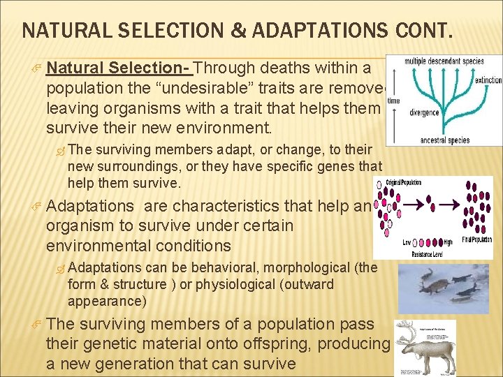 NATURAL SELECTION & ADAPTATIONS CONT. Natural Selection- Through deaths within a population the “undesirable”