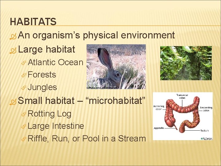 HABITATS An organism’s physical environment Large habitat Atlantic Ocean Forests Jungles Small habitat –