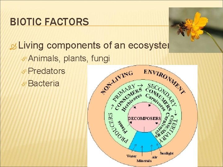 BIOTIC FACTORS Living components of an ecosystem Animals, plants, fungi Predators Bacteria 