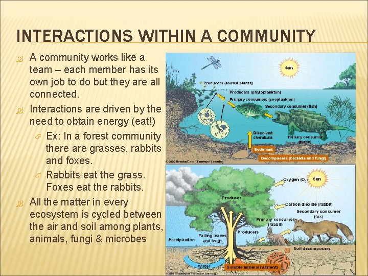 INTERACTIONS WITHIN A COMMUNITY A community works like a team – each member has