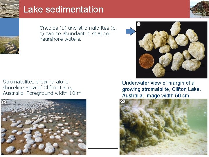 Lake sedimentation Oncoids (a) and stromatolites (b, c) can be abundant in shallow, nearshore