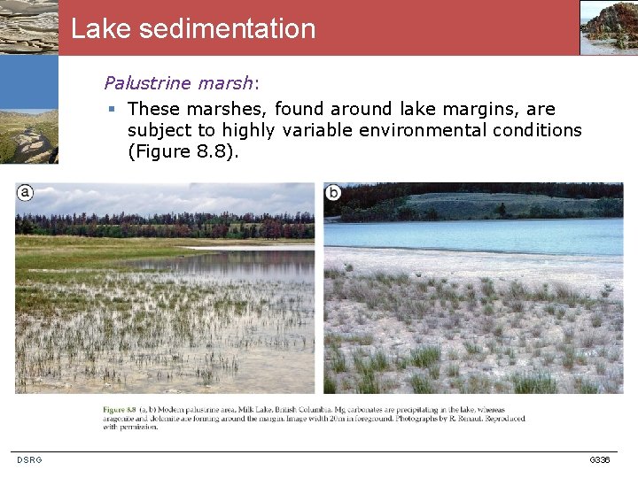 Lake sedimentation Palustrine marsh: § These marshes, found around lake margins, are subject to