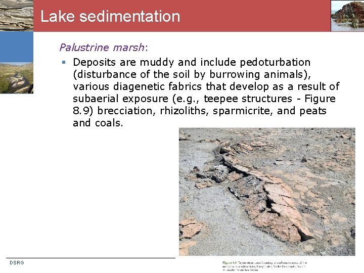 Lake sedimentation Palustrine marsh: § Deposits are muddy and include pedoturbation (disturbance of the