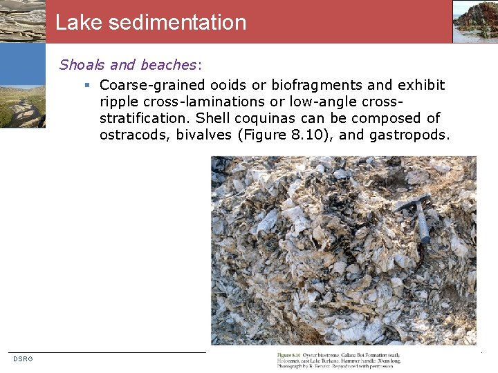 Lake sedimentation Shoals and beaches: § Coarse-grained ooids or biofragments and exhibit ripple cross-laminations