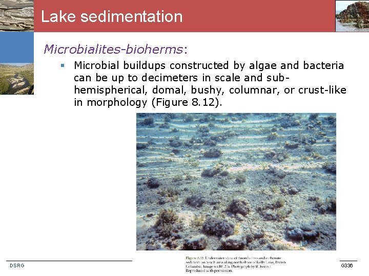 Lake sedimentation Microbialites-bioherms: § Microbial buildups constructed by algae and bacteria can be up