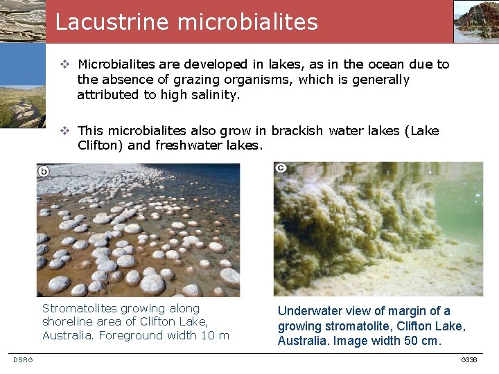 Lacustrine microbialites v Microbialites are developed in lakes, as in the ocean due to