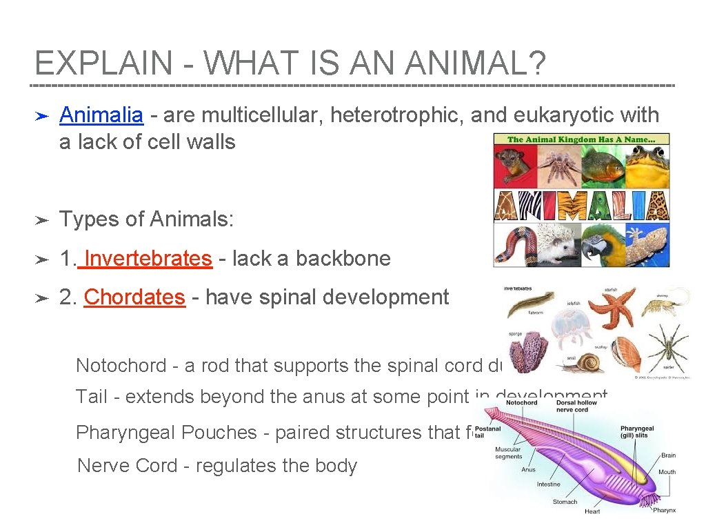 EXPLAIN - WHAT IS AN ANIMAL? ➤ Animalia - are multicellular, heterotrophic, and eukaryotic