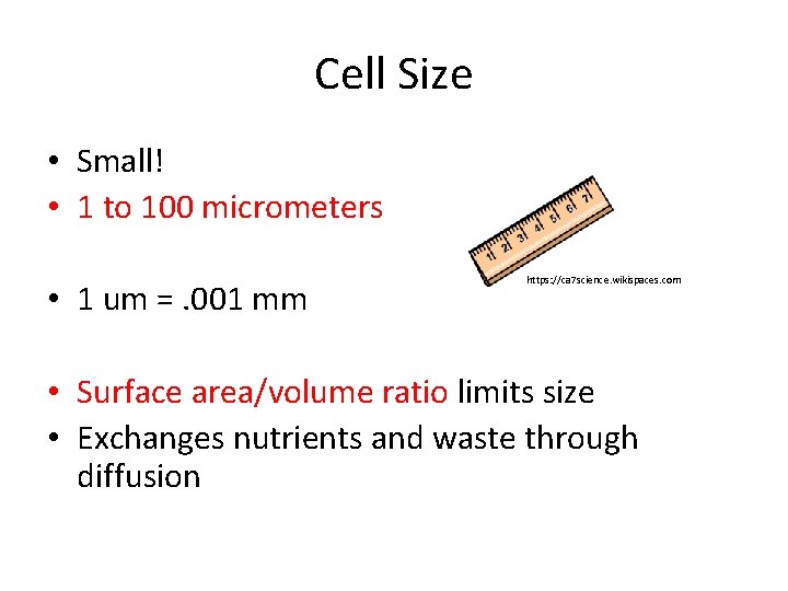Cell Size • Small! • 1 to 100 micrometers • 1 um =. 001