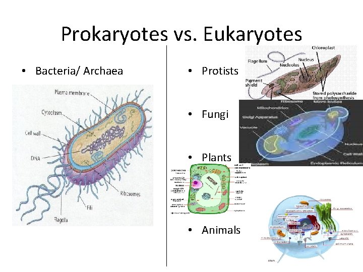 Prokaryotes vs. Eukaryotes • Bacteria/ Archaea • Protists • Fungi • Plants • Animals