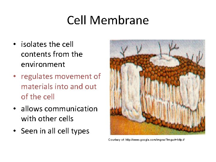 Cell Membrane • isolates the cell contents from the environment • regulates movement of