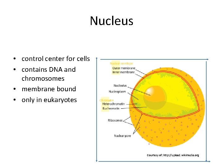 Nucleus • control center for cells • contains DNA and chromosomes • membrane bound