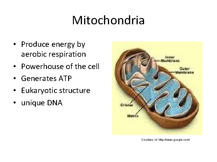 Mitochondria • Produce energy by aerobic respiration • Powerhouse of the cell • Generates