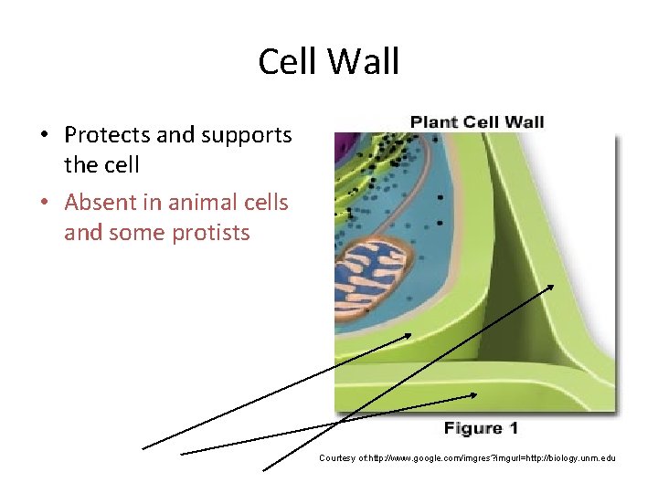 Cell Wall • Protects and supports the cell • Absent in animal cells and