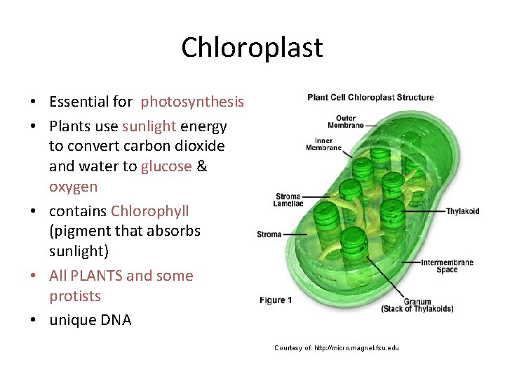 Chloroplast • Essential for photosynthesis • Plants use sunlight energy to convert carbon dioxide