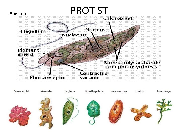 Euglena Courtesy of: www. cbu. edu PROTIST 