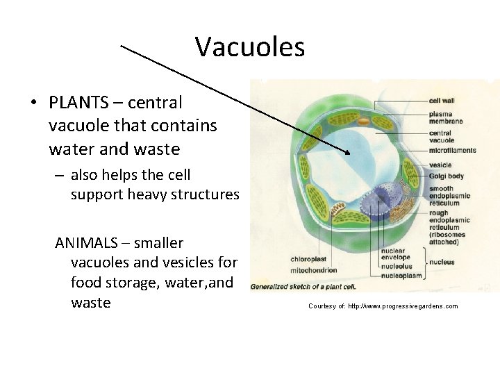 Vacuoles • PLANTS – central vacuole that contains water and waste – also helps