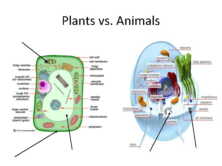 Plants vs. Animals 