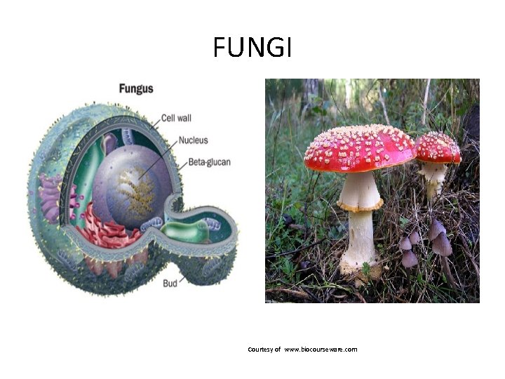 FUNGI Courtesy of www. biocourseware. com 