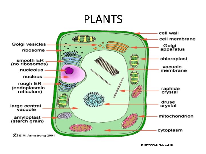 PLANTS http: //www. bchs. k 12. va. us 