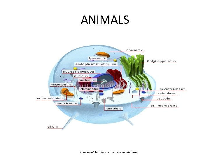 ANIMALS Courtesy of: http: //visual. merriam-webster. com 