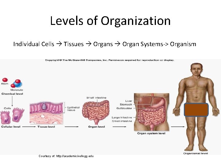 Levels of Organization Individual Cells Tissues Organ Systems-> Organism Courtesy of: http: //academic. kellogg.