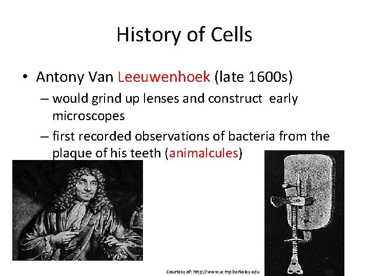 History of Cells • Antony Van Leeuwenhoek (late 1600 s) – would grind up