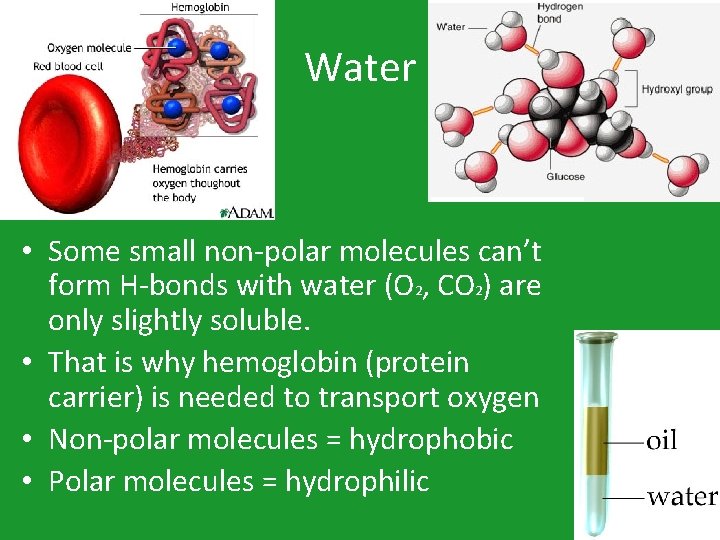 Water • Some small non-polar molecules can’t form H-bonds with water (O 2, CO