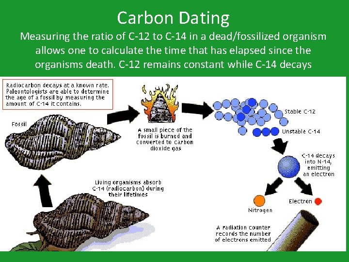 Carbon Dating Measuring the ratio of C-12 to C-14 in a dead/fossilized organism allows