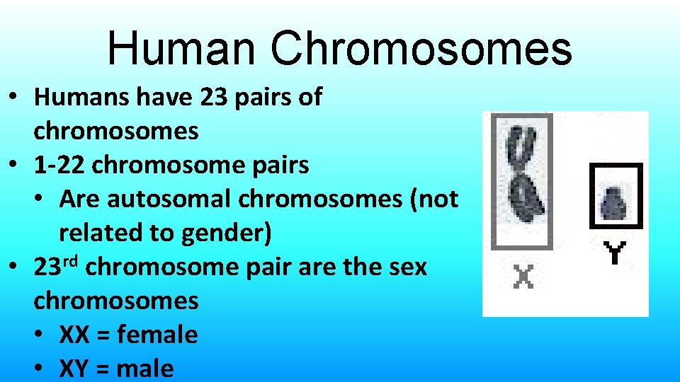 Human Chromosomes • Humans have 23 pairs of chromosomes • 1 -22 chromosome pairs