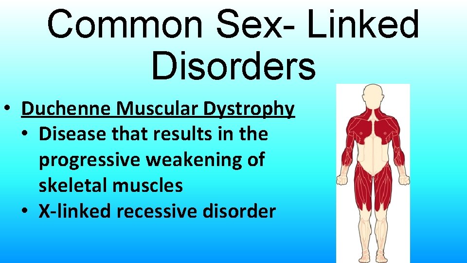 Common Sex- Linked Disorders • Duchenne Muscular Dystrophy • Disease that results in the