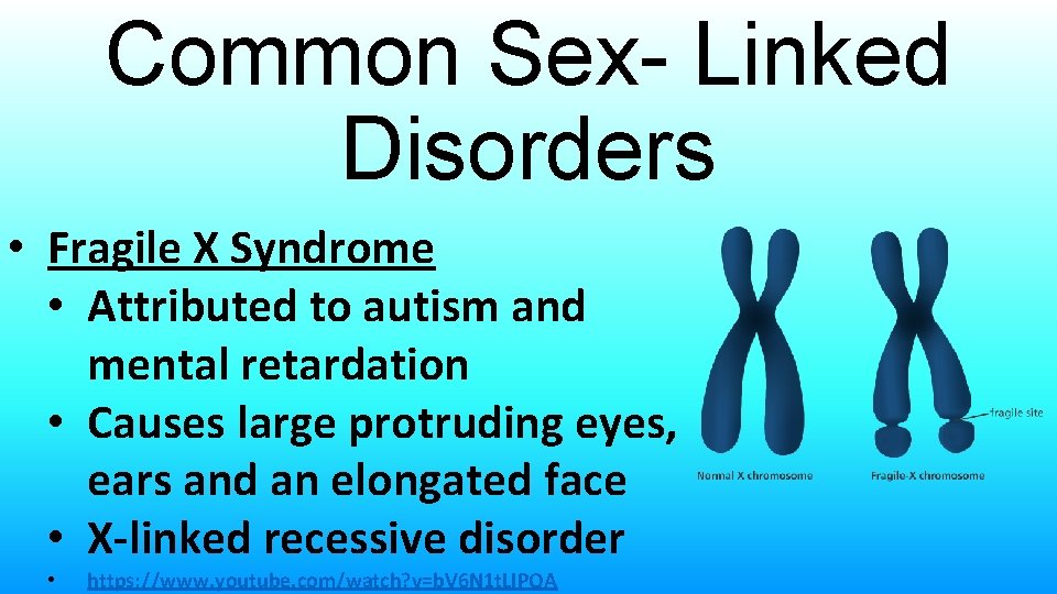 Common Sex- Linked Disorders • Fragile X Syndrome • Attributed to autism and mental