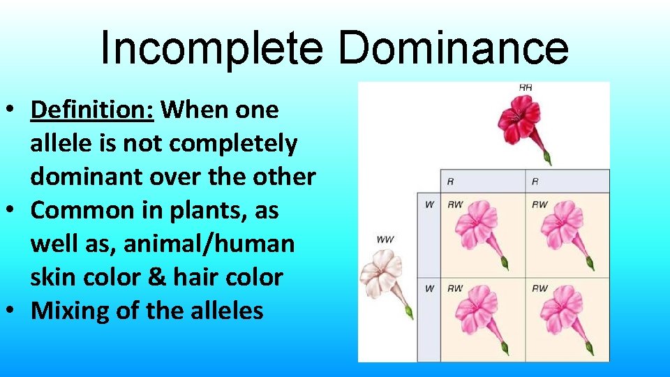 Incomplete Dominance • Definition: When one allele is not completely dominant over the other