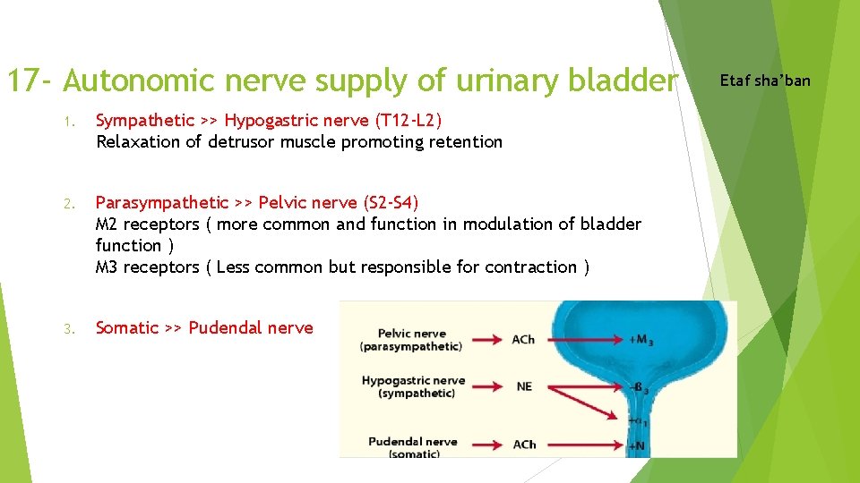 17 - Autonomic nerve supply of urinary bladder 1. Sympathetic >> Hypogastric nerve (T