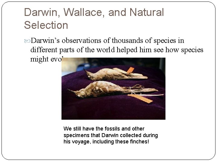 Darwin, Wallace, and Natural Selection Darwin’s observations of thousands of species in different parts