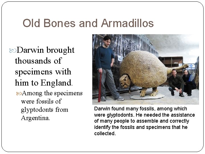 Old Bones and Armadillos Darwin brought thousands of specimens with him to England. Among