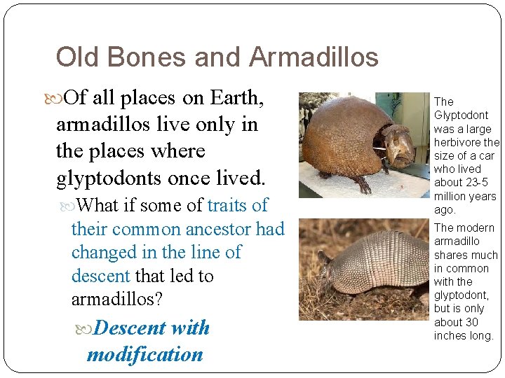 Old Bones and Armadillos Of all places on Earth, armadillos live only in the