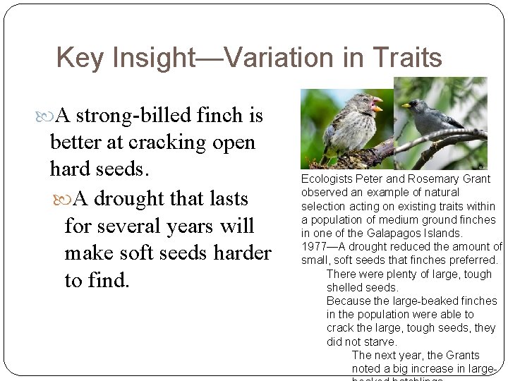 Key Insight—Variation in Traits A strong-billed finch is better at cracking open hard seeds.