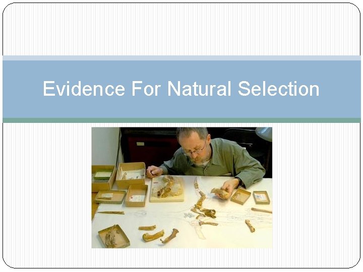 Evidence For Natural Selection 