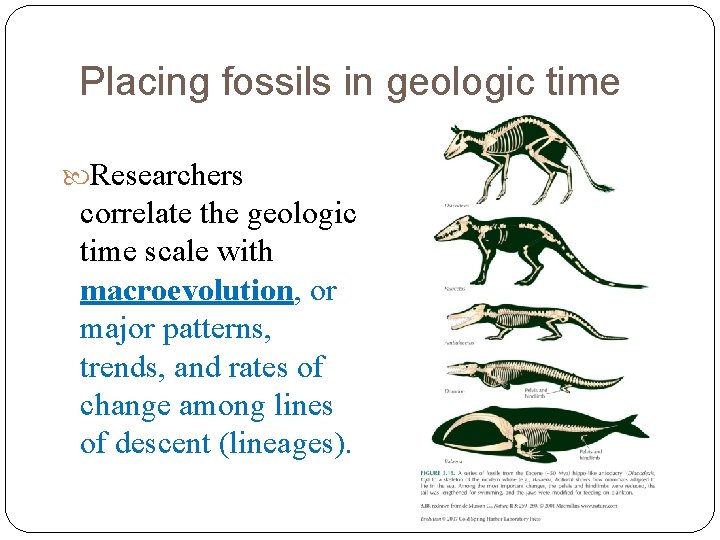 Placing fossils in geologic time Researchers correlate the geologic time scale with macroevolution, or