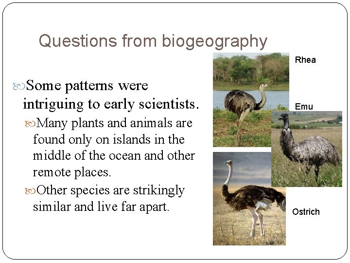 Questions from biogeography Rhea Some patterns were intriguing to early scientists. Emu Many plants