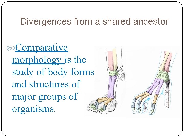 Divergences from a shared ancestor Comparative morphology is the study of body forms and