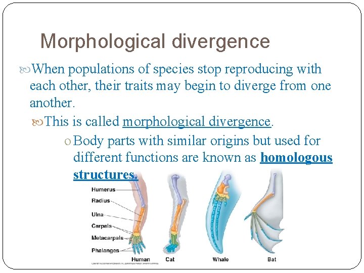 Morphological divergence When populations of species stop reproducing with each other, their traits may