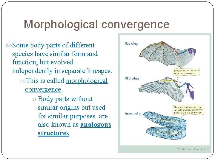 Morphological convergence Some body parts of different species have similar form and function, but