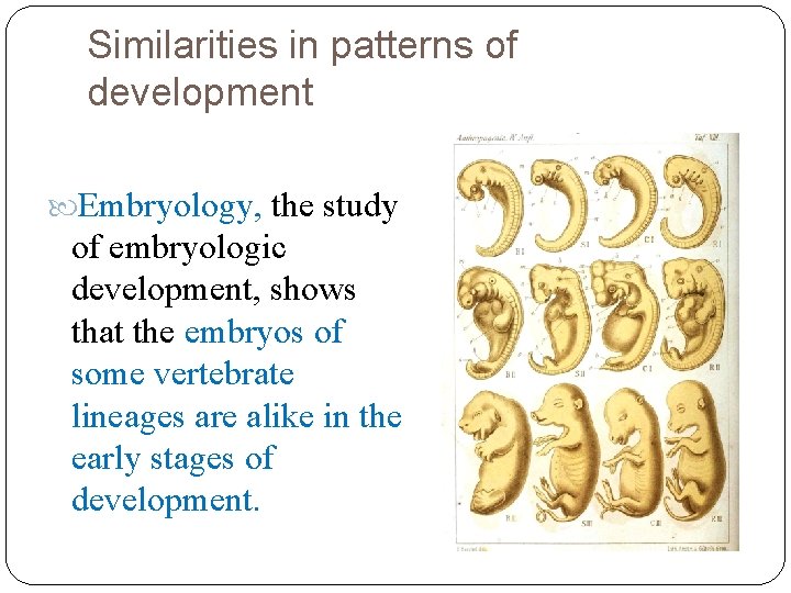 Similarities in patterns of development Embryology, the study of embryologic development, shows that the