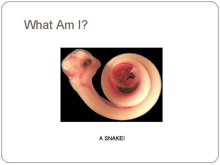 What Am I? A SNAKE! 