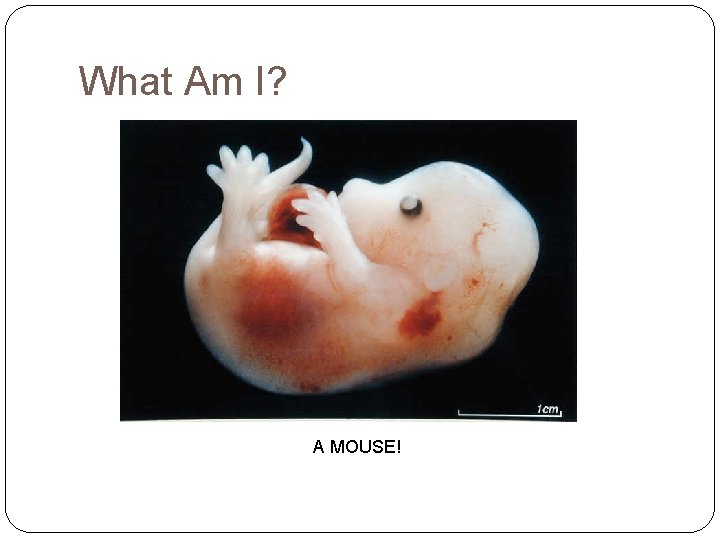 What Am I? A MOUSE! 