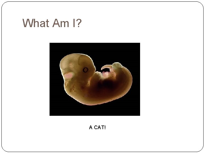 What Am I? A CAT! 