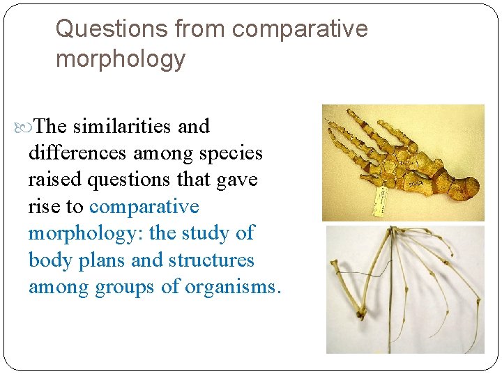 Questions from comparative morphology The similarities and differences among species raised questions that gave