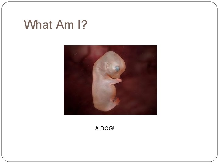 What Am I? A DOG! 