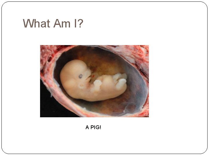 What Am I? A PIG! 